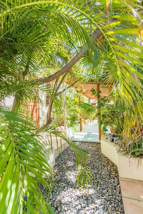 Little Jungle Apartments Aruba Palm Beach Hotel